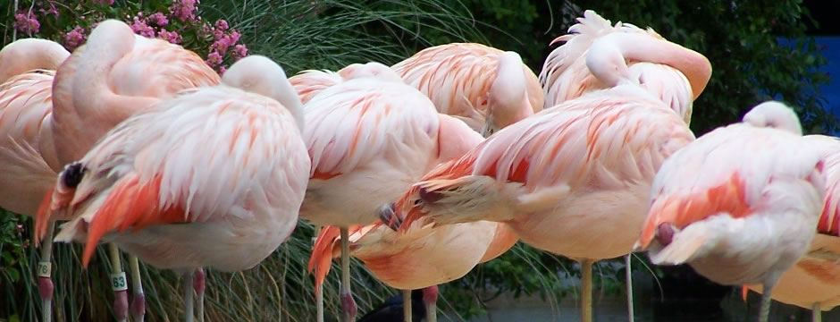 短信轰在线轰炸免费下载